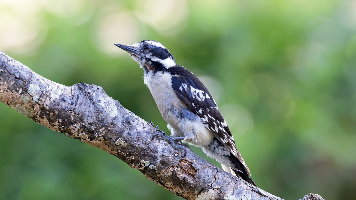 Downy Woodpecker - ML621163377