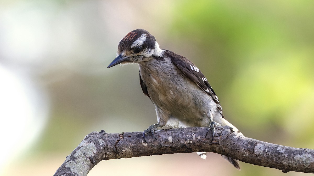 Downy Woodpecker - ML621163378