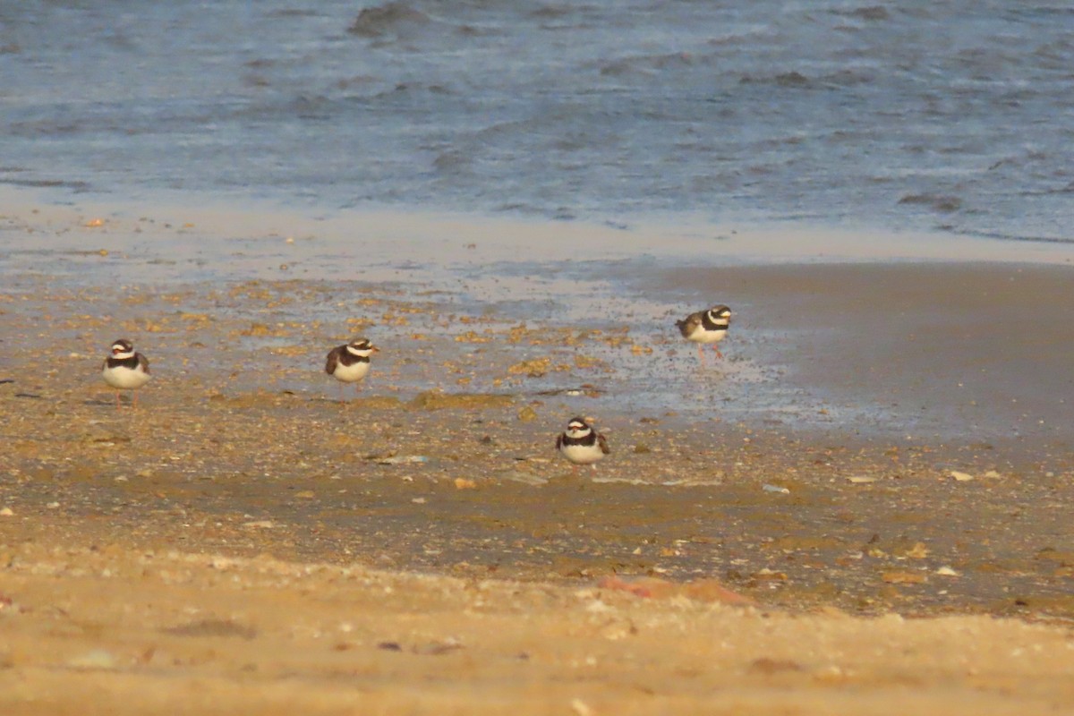 Common Ringed Plover - ML621163383