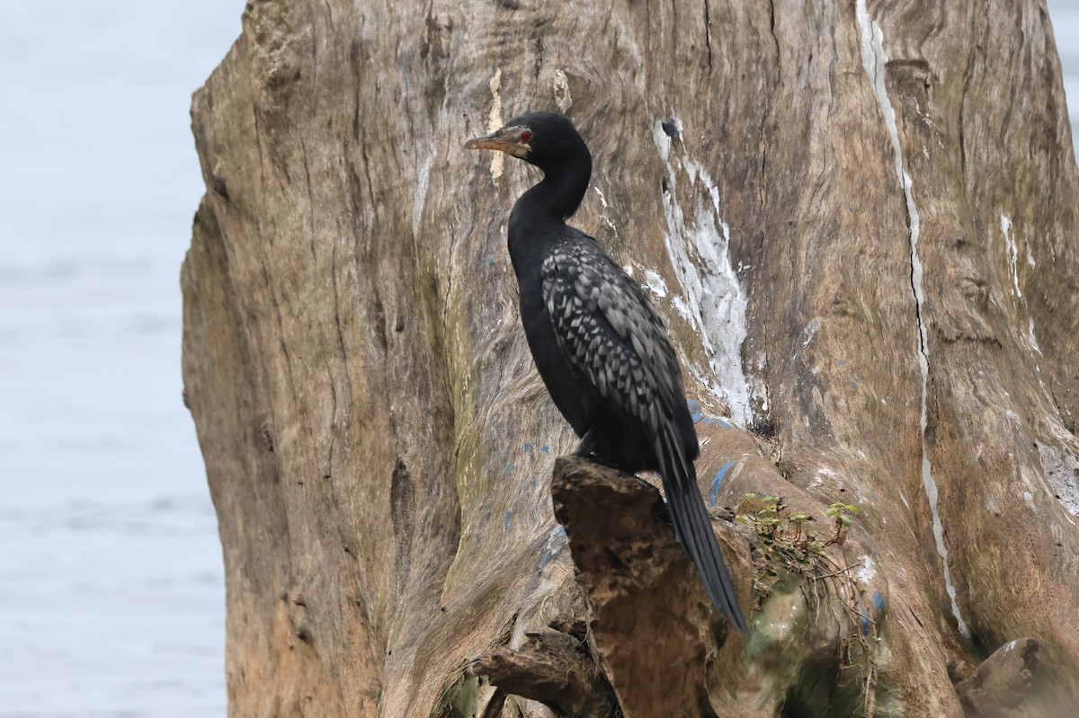 Long-tailed Cormorant - ML621163394