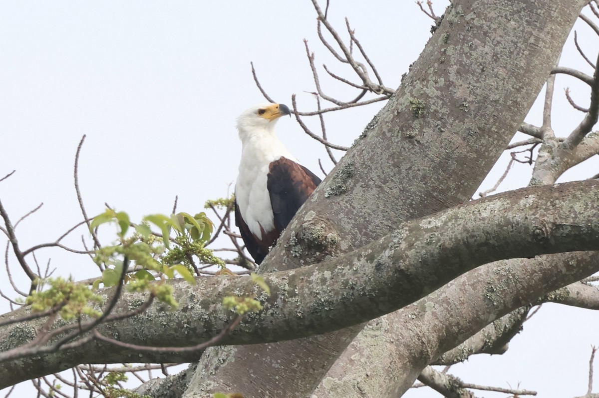 African Fish-Eagle - ML621163400