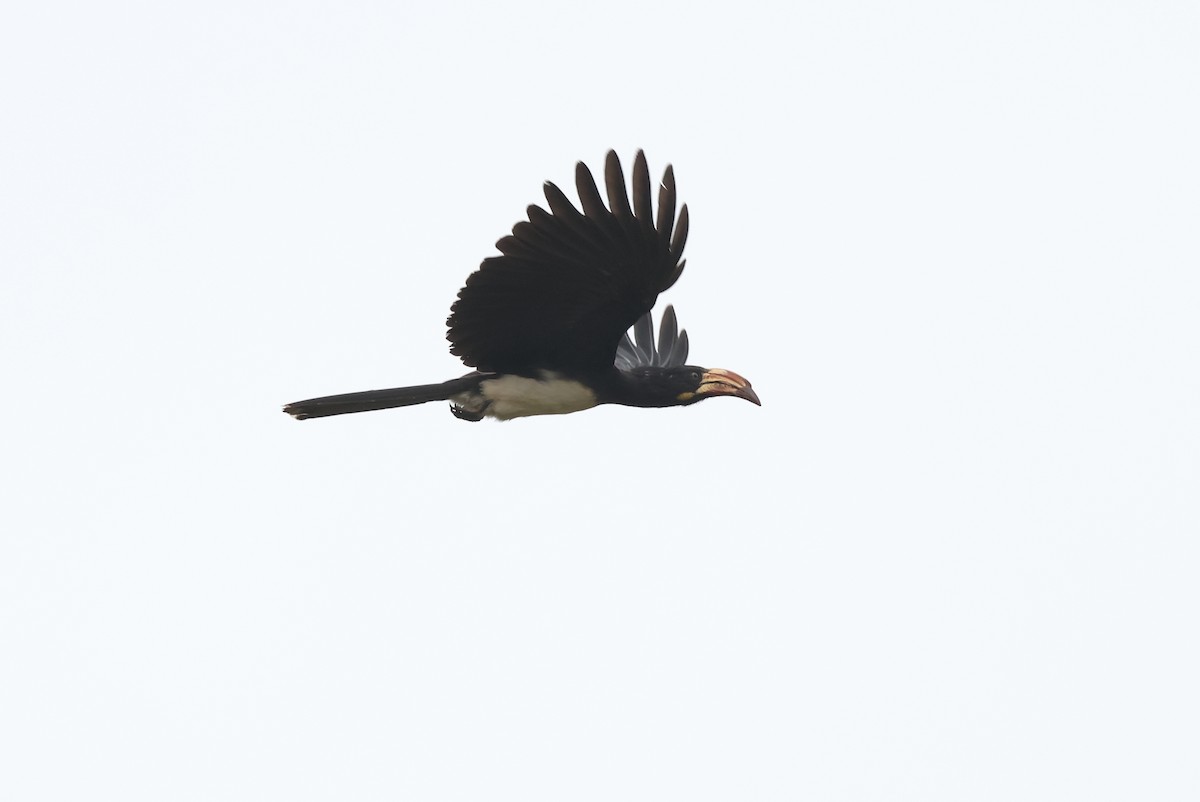 Congo Pied Hornbill - ML621163412