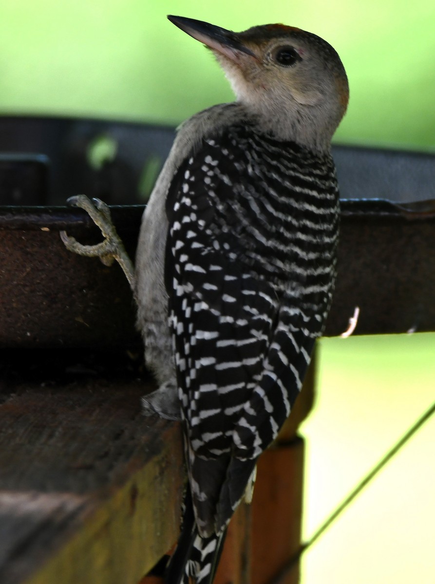 Red-bellied Woodpecker - ML621163413