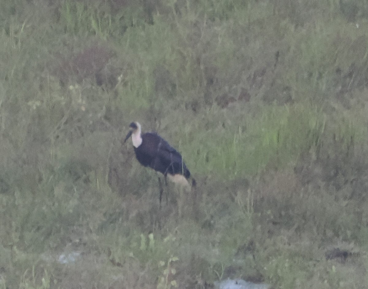 African Woolly-necked Stork - ML621163437