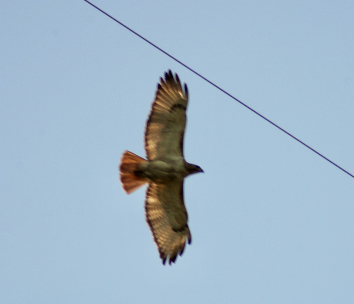 Red-tailed Hawk - ML621163446
