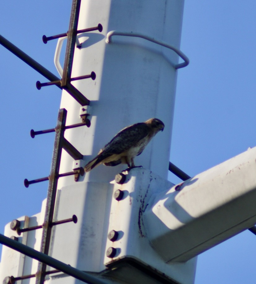 Red-tailed Hawk - ML621163448