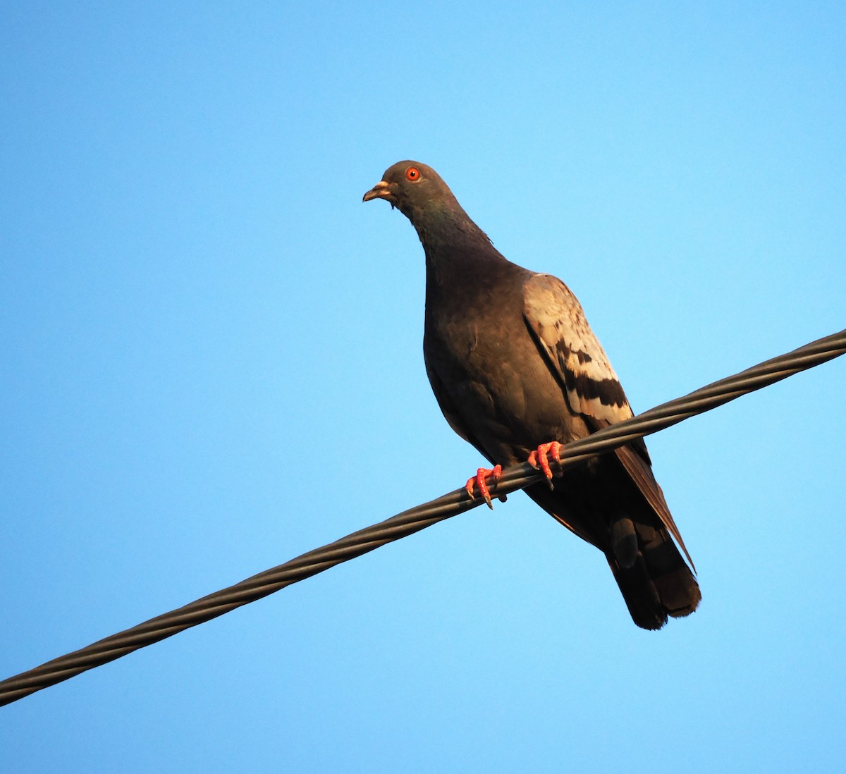 Rock Pigeon (Feral Pigeon) - ML621163451