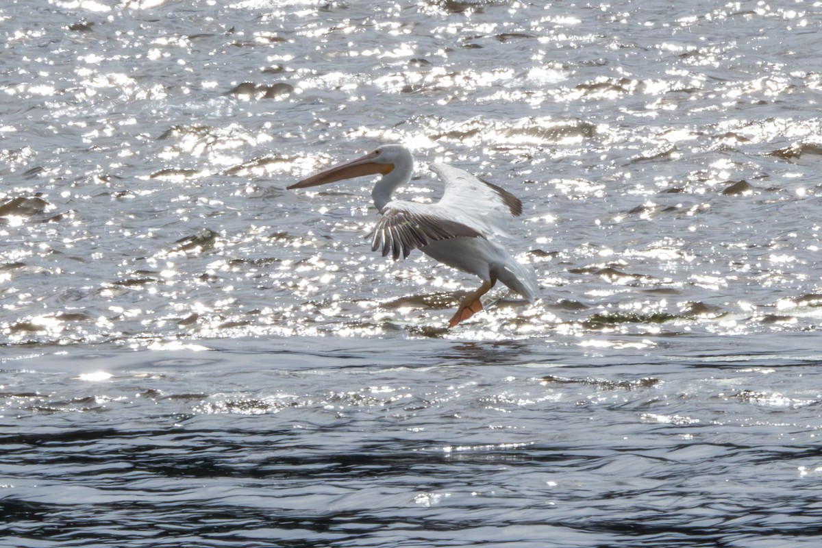 pelikán severoamerický - ML621163484