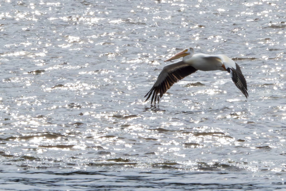 pelikán severoamerický - ML621163486