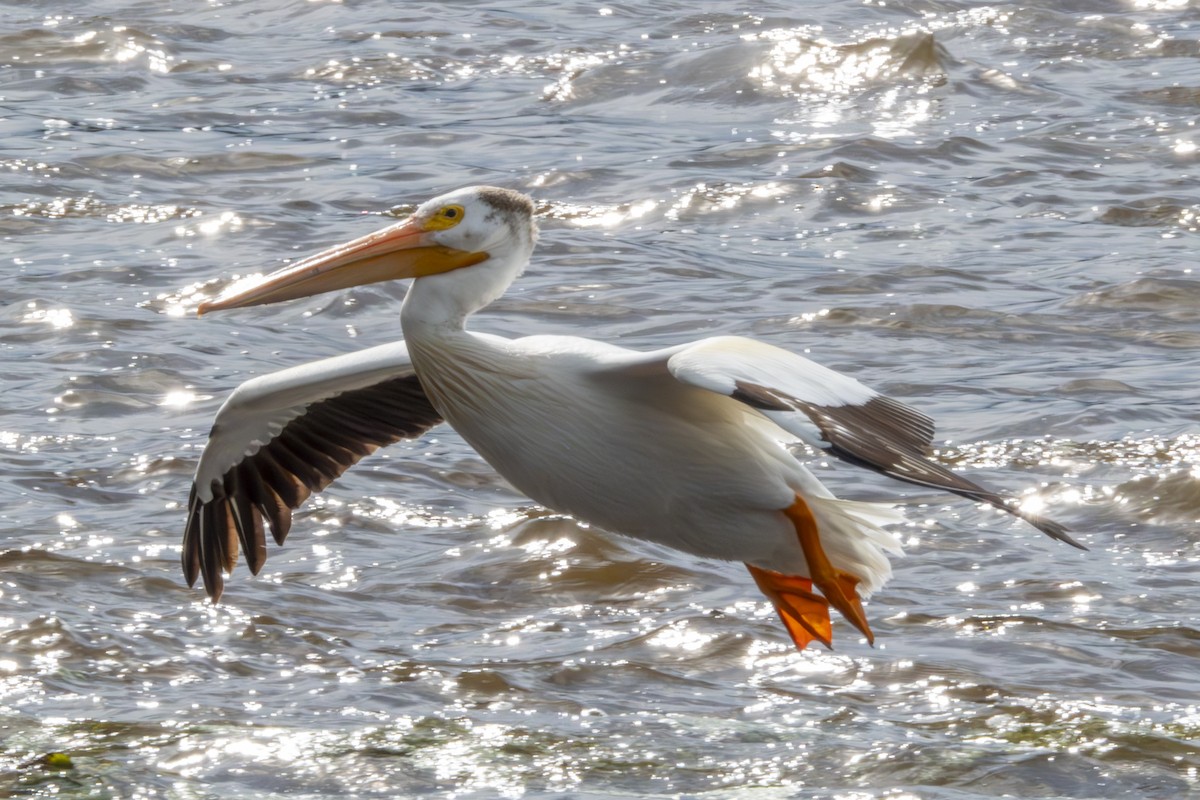 pelikán severoamerický - ML621163488
