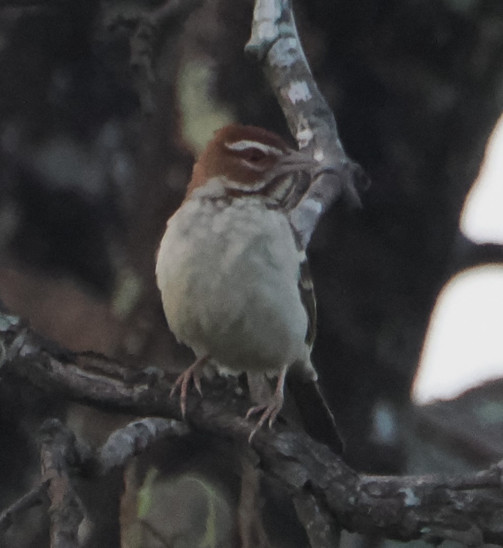 Chestnut-crowned Sparrow-Weaver - ML621163523