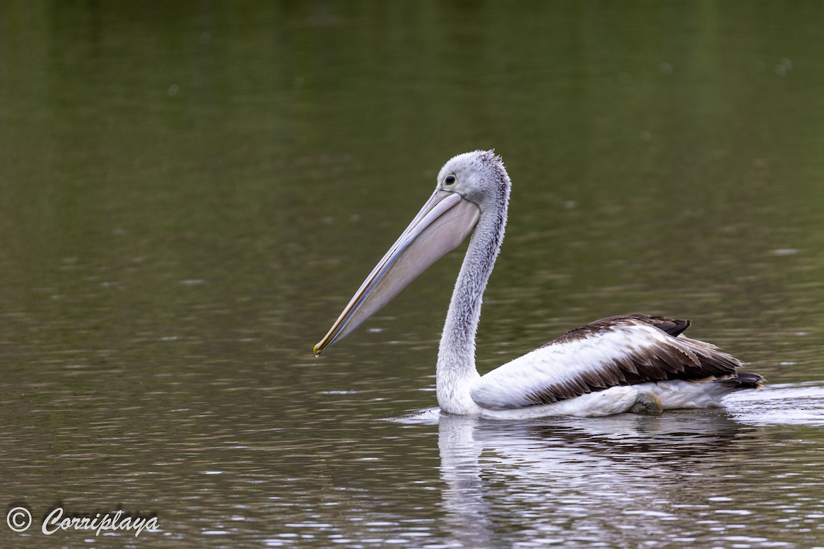pelikán australský - ML621163525