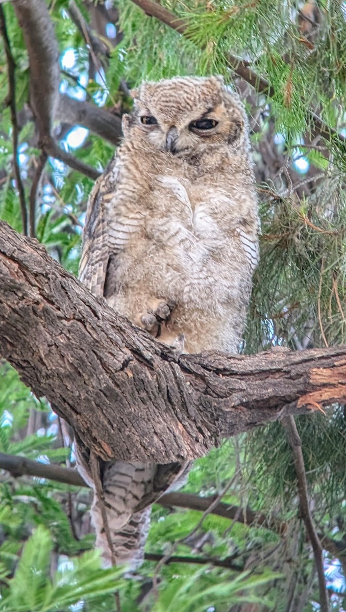 Great Horned Owl - ML621163530