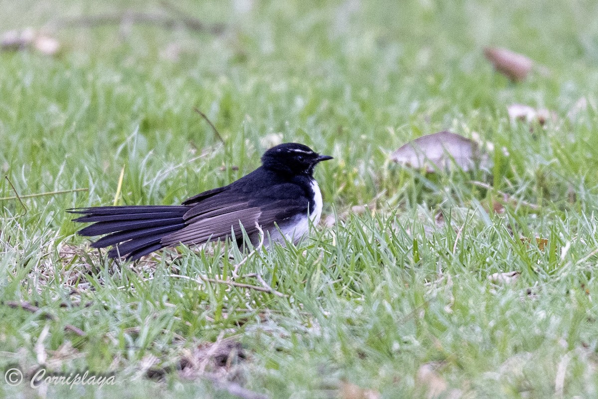 Willie-wagtail - ML621163531