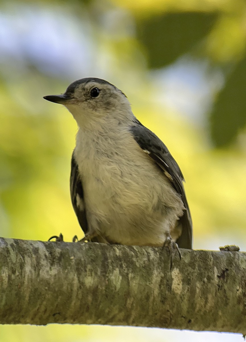 White-breasted Nuthatch (Eastern) - ML621163553