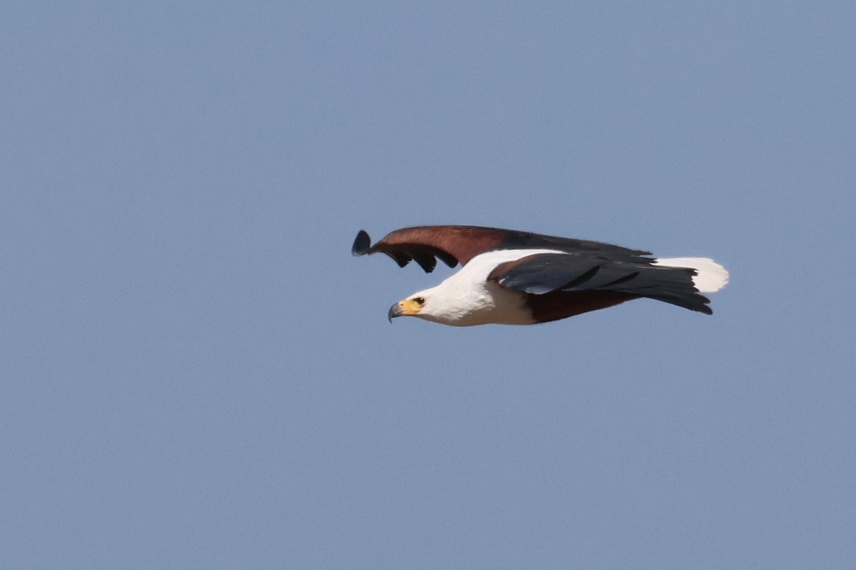 African Fish-Eagle - ML621163560