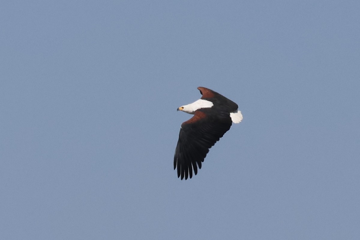 African Fish-Eagle - ML621163561
