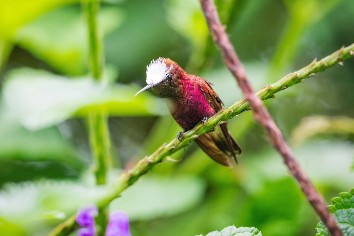 kolibřík běločelý - ML621163568