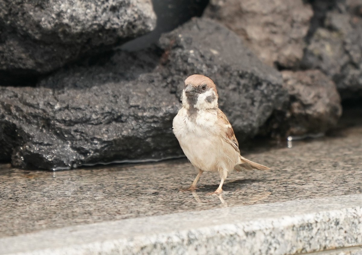 Eurasian Tree Sparrow - ML621163602