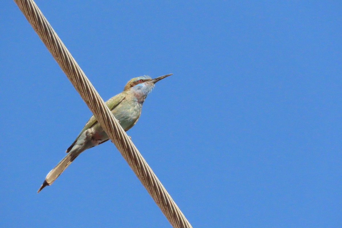 Arabian Green Bee-eater - ML621163614