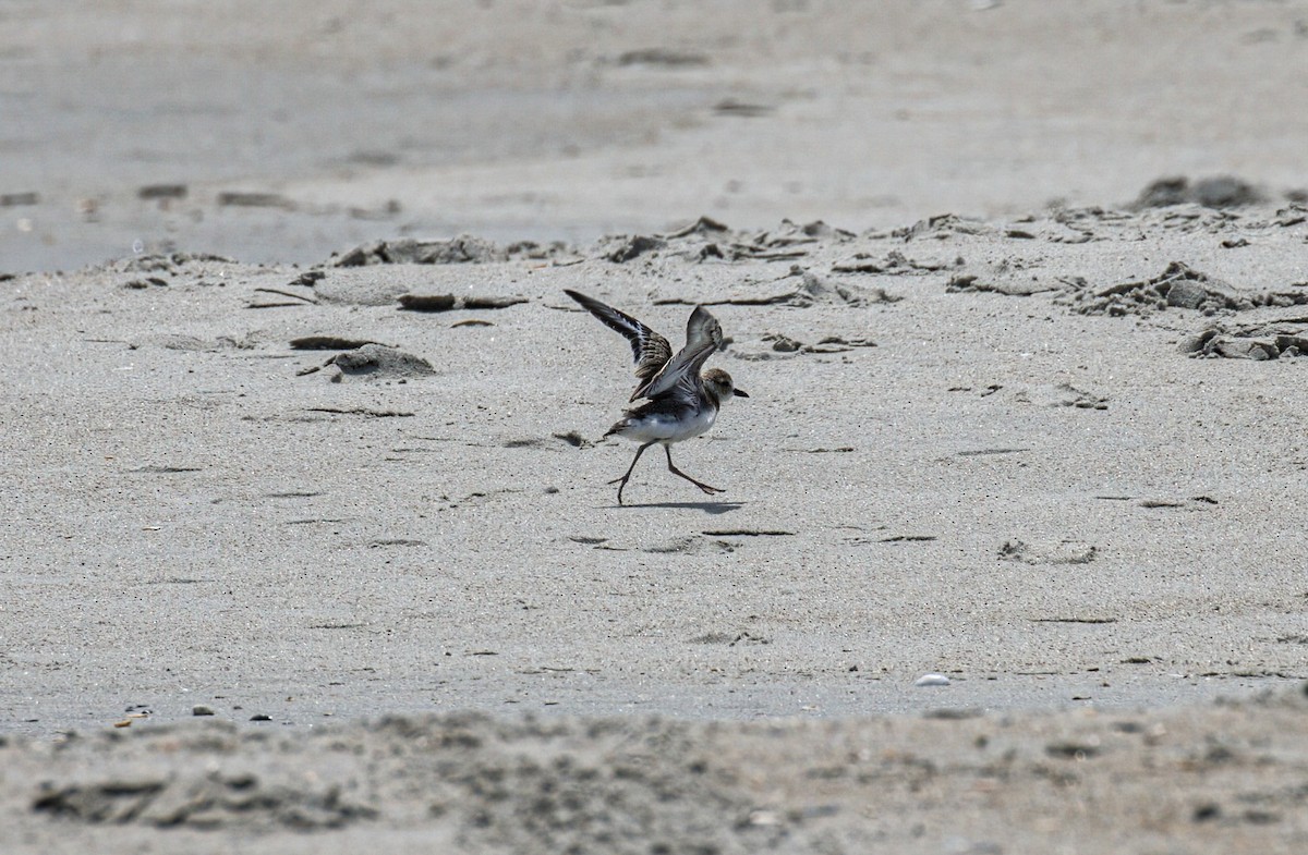 Wilson's Plover - ML621163636