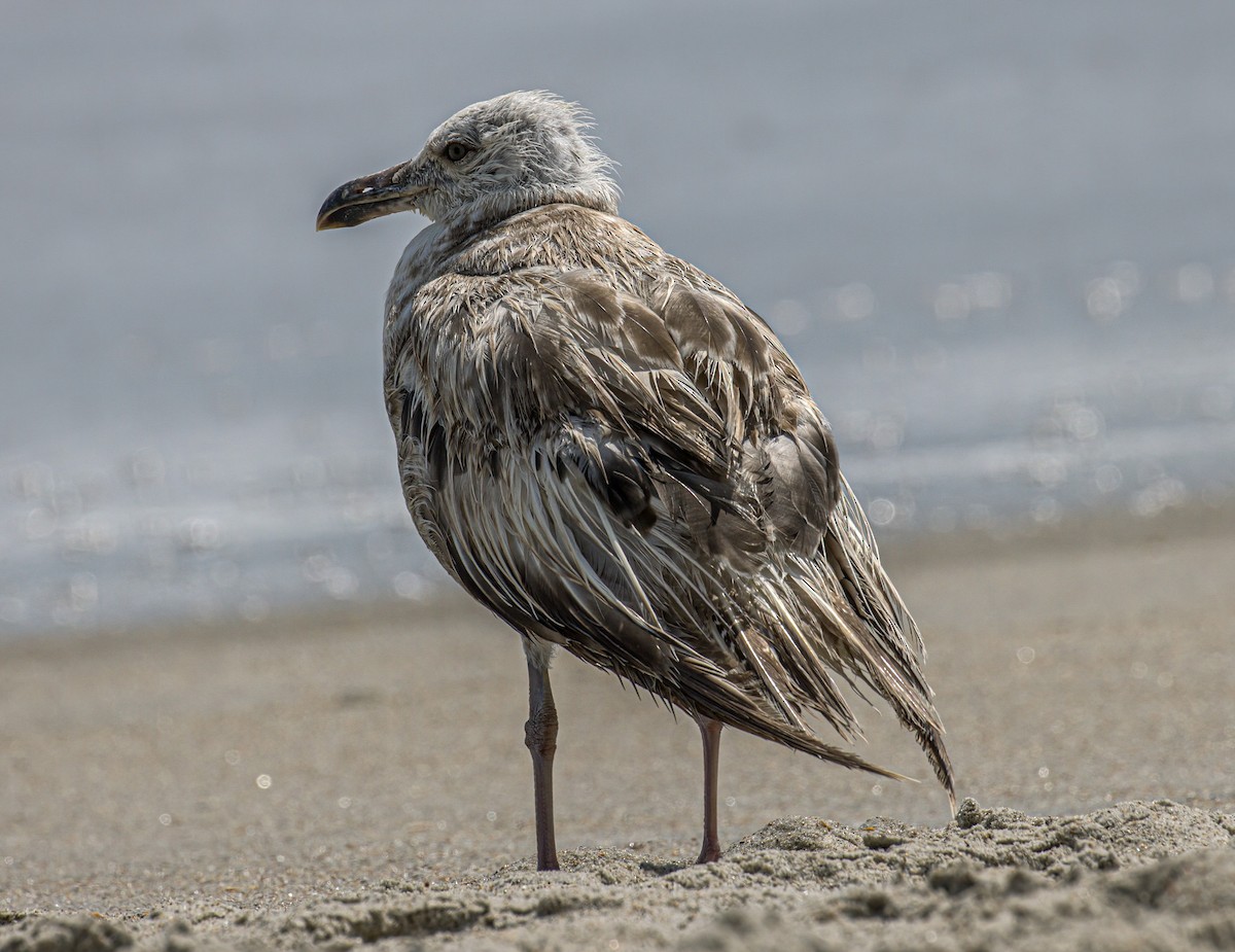 Herring Gull (American) - ML621163640