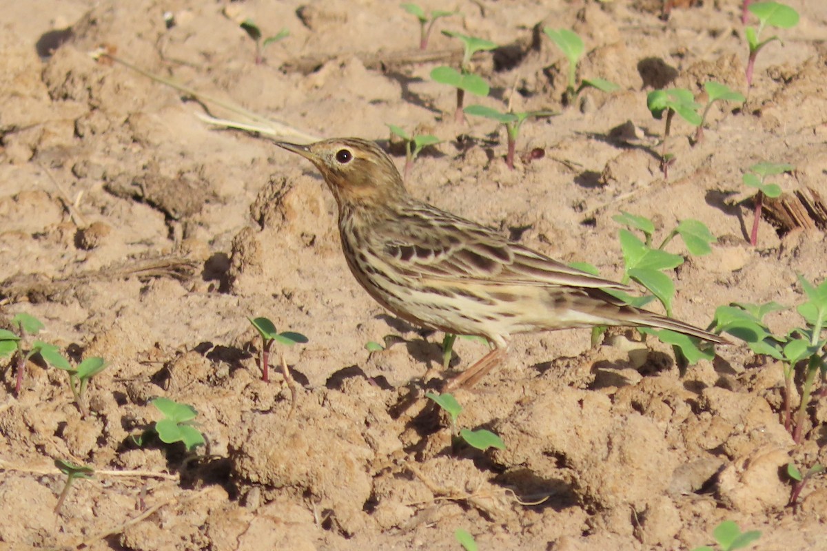 Red-throated Pipit - ML621163675