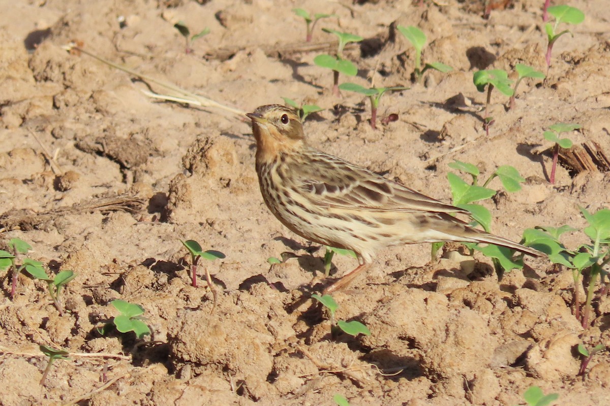 Red-throated Pipit - ML621163676