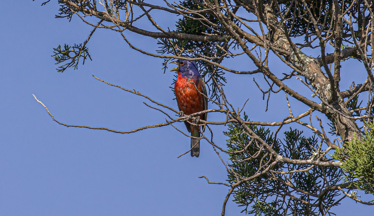 Painted Bunting - ML621163680