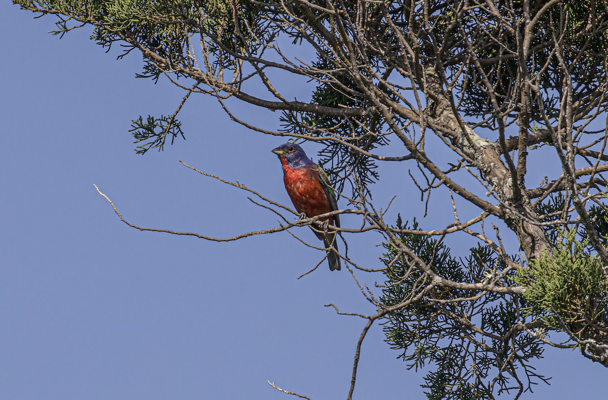Painted Bunting - ML621163681