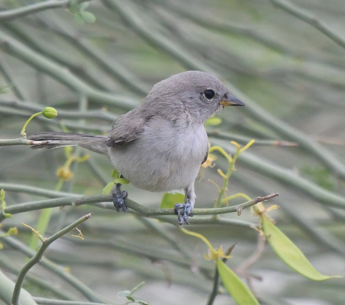 Verdin - marcel finlay