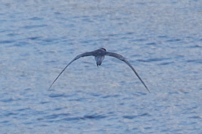 White-winged Tern - ML621163717
