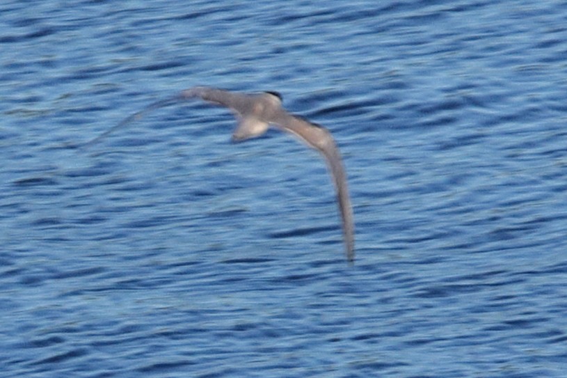 White-winged Tern - ML621163718