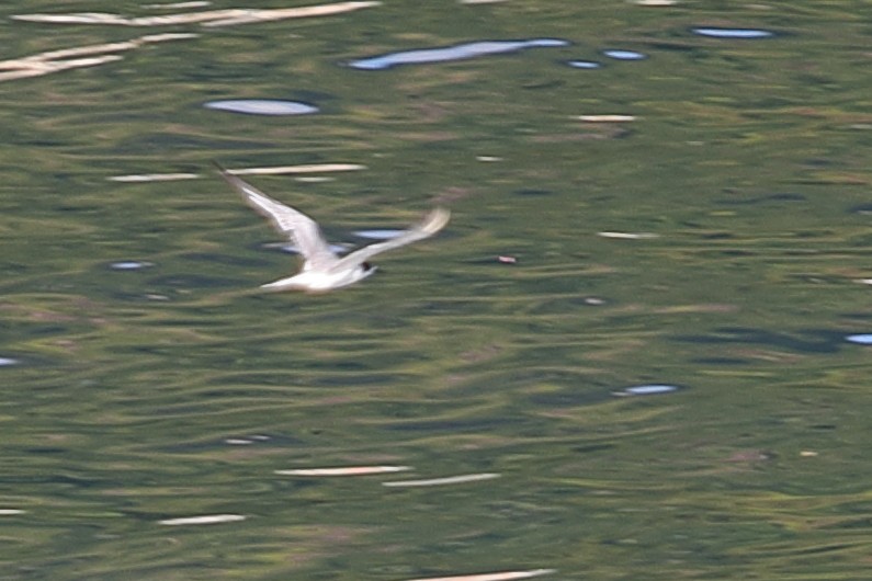 White-winged Tern - ML621163720