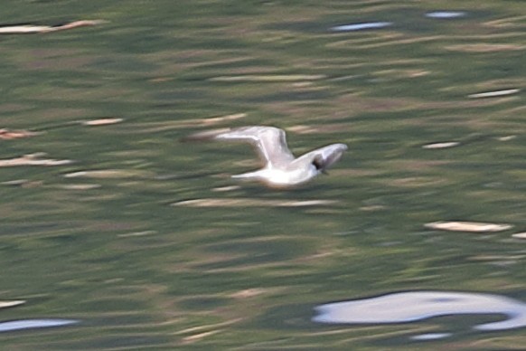 White-winged Tern - ML621163721