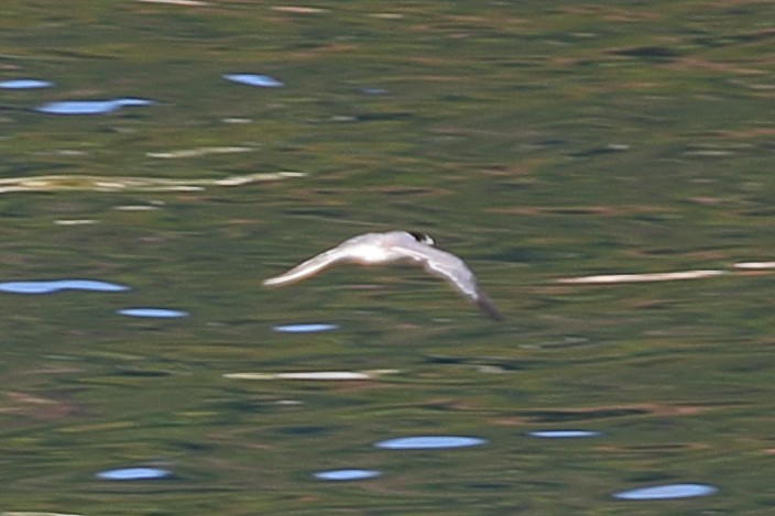 White-winged Tern - ML621163722