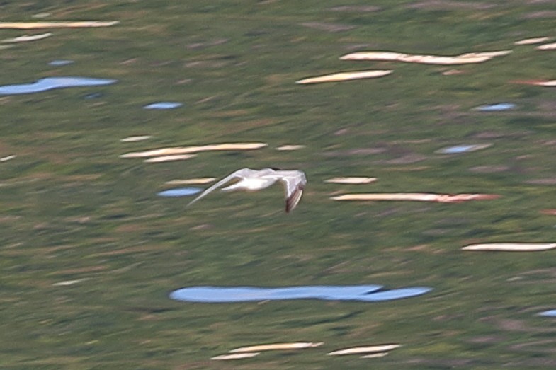 White-winged Tern - ML621163723