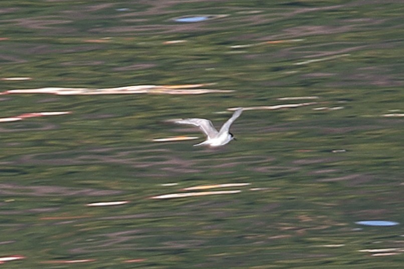 White-winged Tern - ML621163724