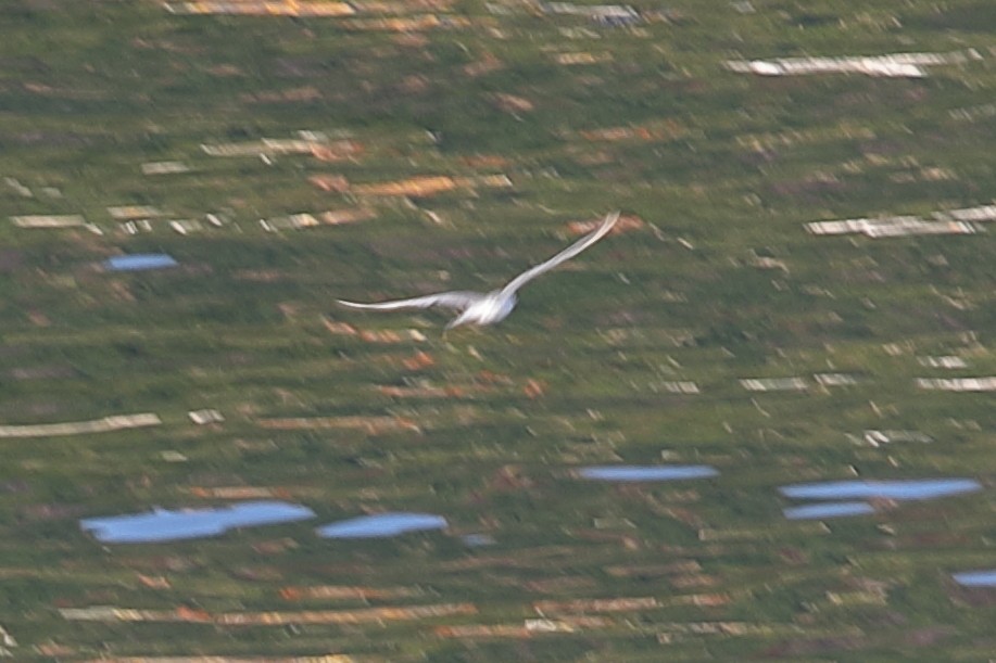 White-winged Tern - ML621163725