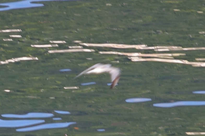 White-winged Tern - ML621163726