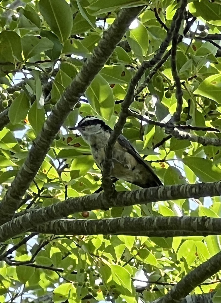 Red-breasted Nuthatch - ML621163745