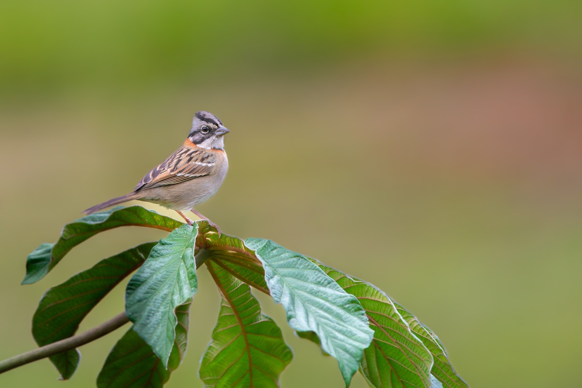 Rufous-collared Sparrow - ML621163764