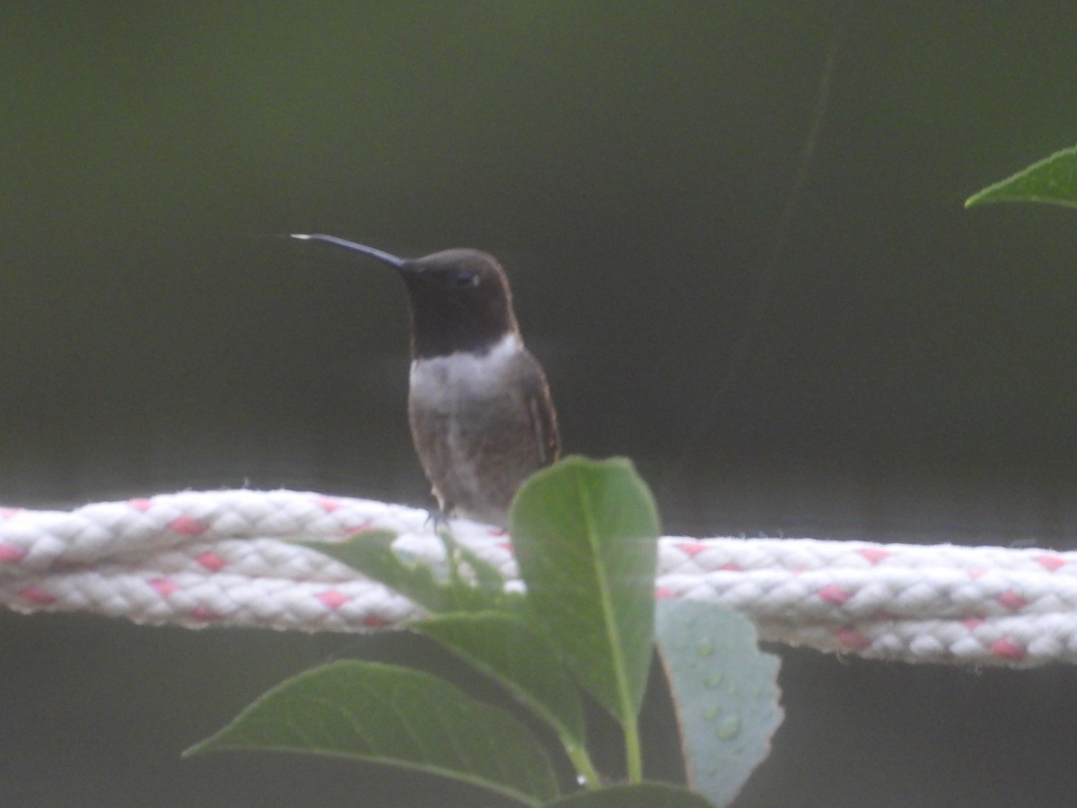 Black-chinned Hummingbird - ML621163766