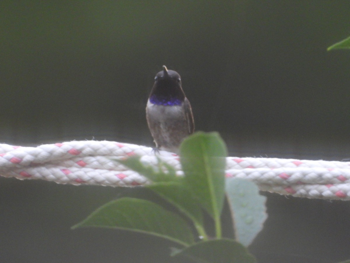 Black-chinned Hummingbird - ML621163773