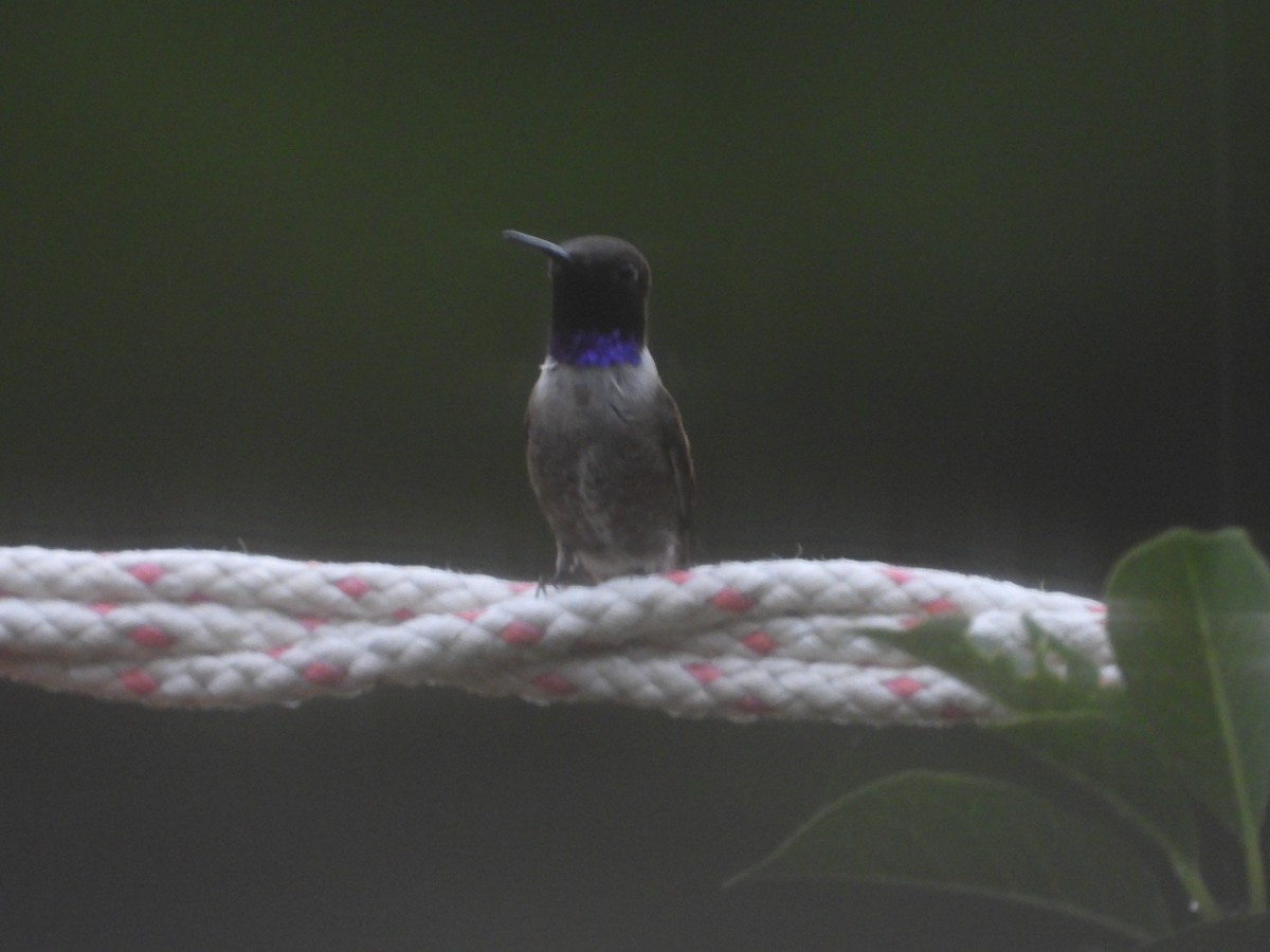Black-chinned Hummingbird - ML621163778