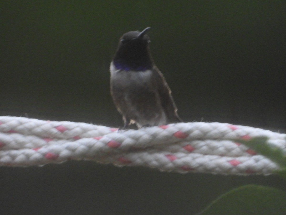 Black-chinned Hummingbird - ML621163781