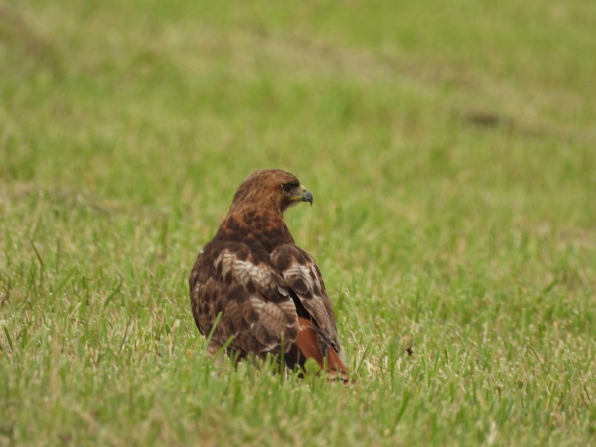 Red-tailed Hawk - ML621163790