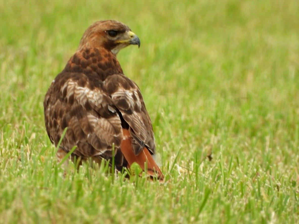 Red-tailed Hawk - ML621163793