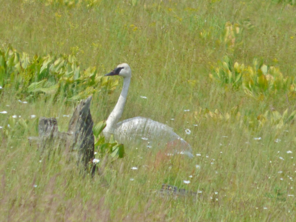 Trumpeter Swan - ML62116381