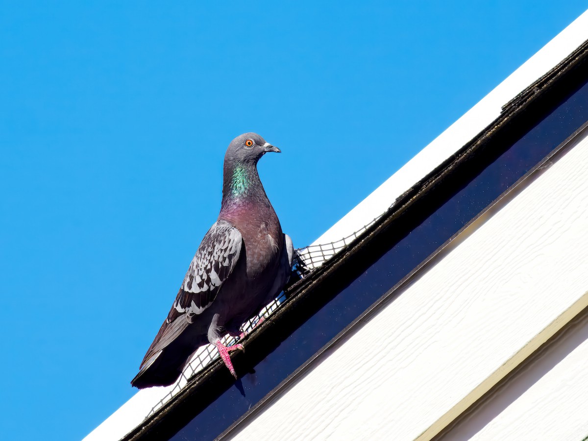 Rock Pigeon (Feral Pigeon) - ML621163820